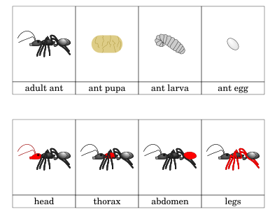Ants — building their tunnels and rooms
