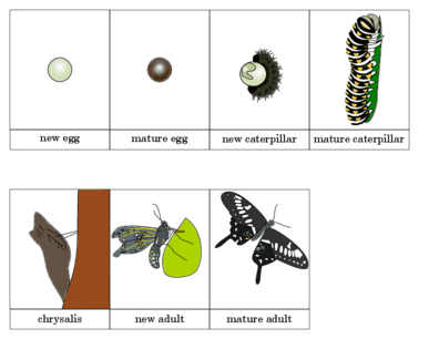 Black swallowtail butterfly life cycle: egg, caterpillar, chrysalis, adult