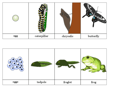 Metamorphisis Reading Cards