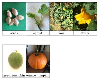 Pumpkin Life Cycle