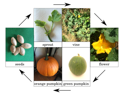 Pumpkin Life Cycle Key