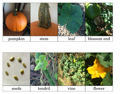 Pumpkin Nomenclature Cards